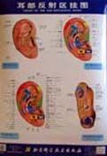 Chart of the Ear Reflective Zones